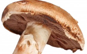 Eating Mushrooms